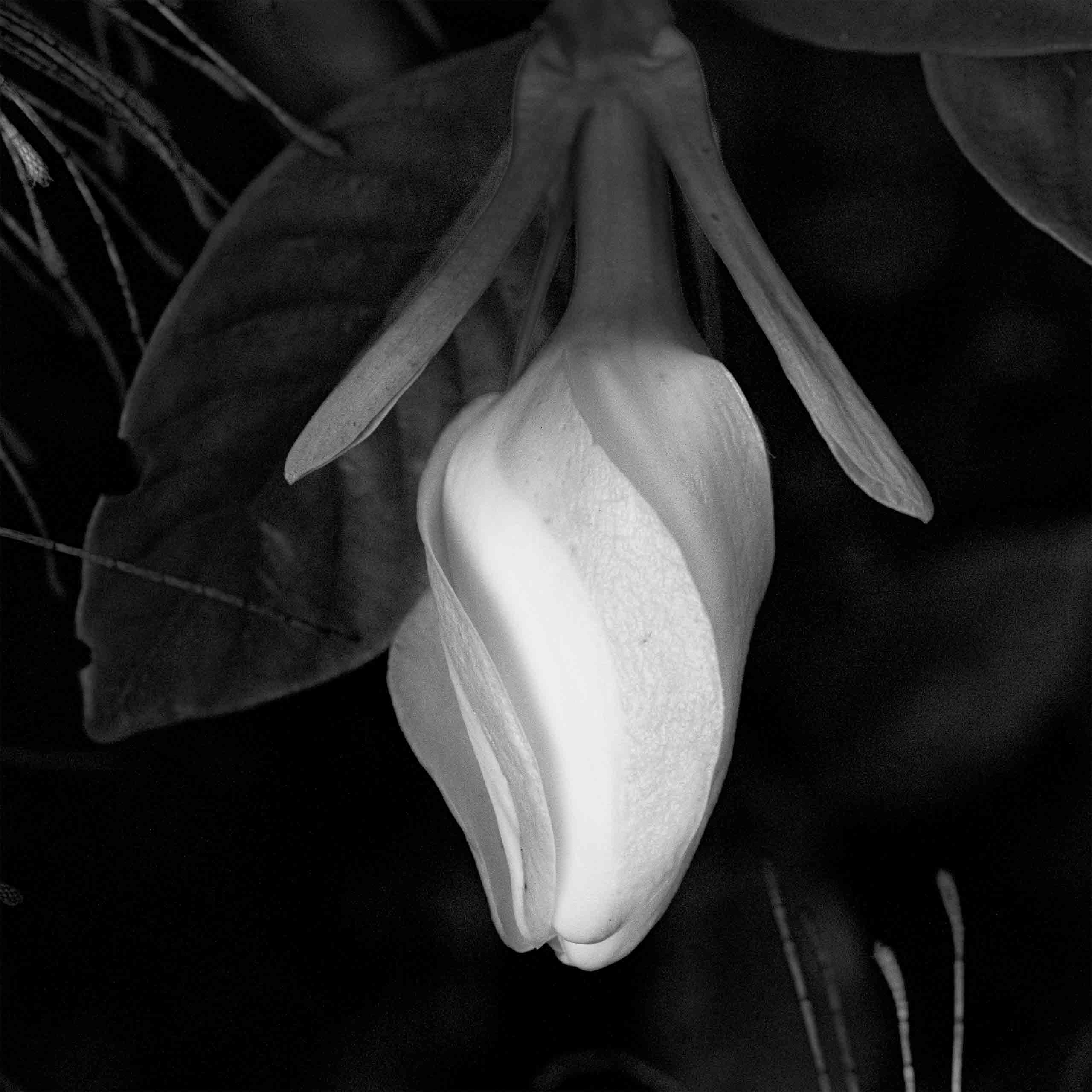 Carne Blanca II por Ani Casset