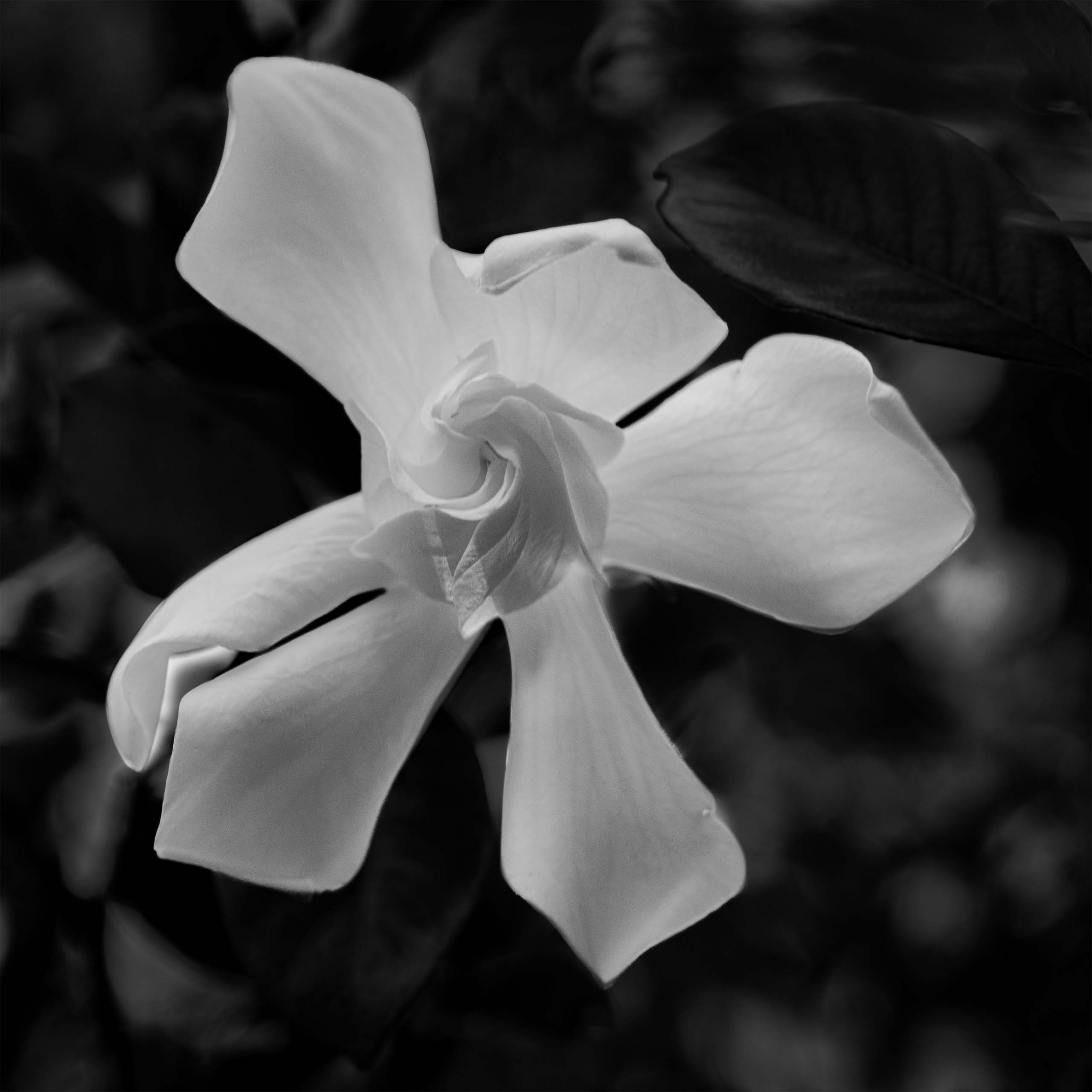 Carne Blanca III por Ani Casset