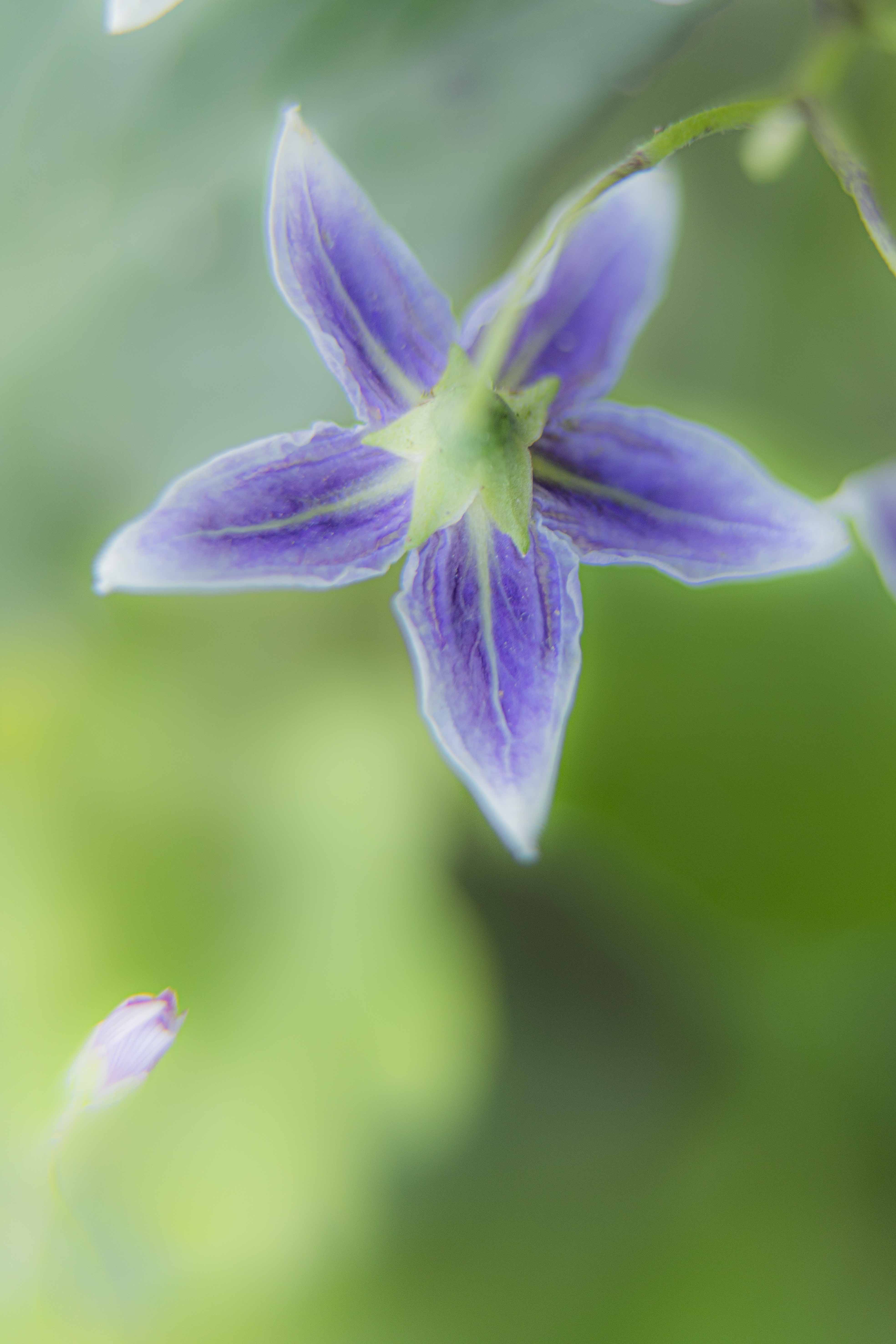 Flores I por Ani Casset