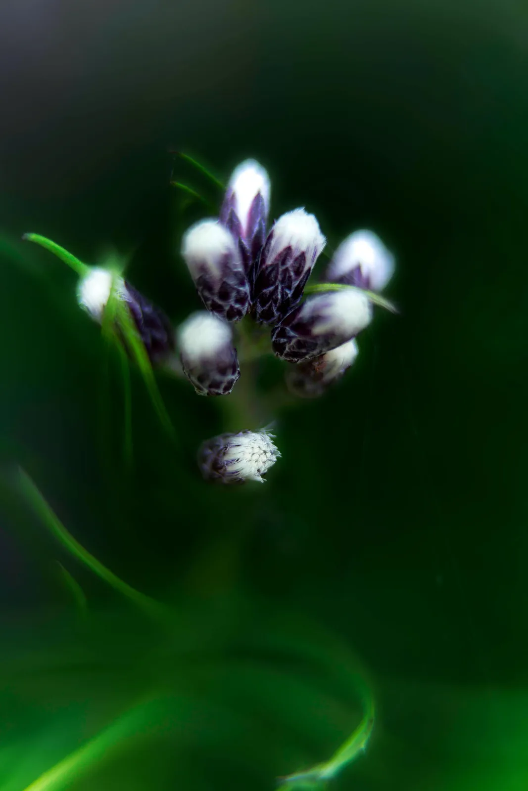 Flowers I by Ani Casset