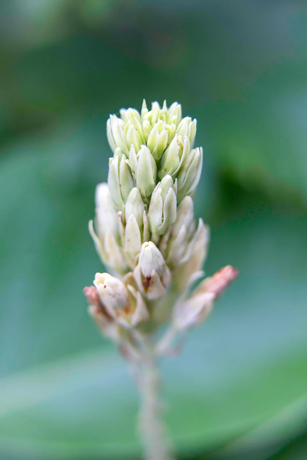 Flowers III by Ani Casset
