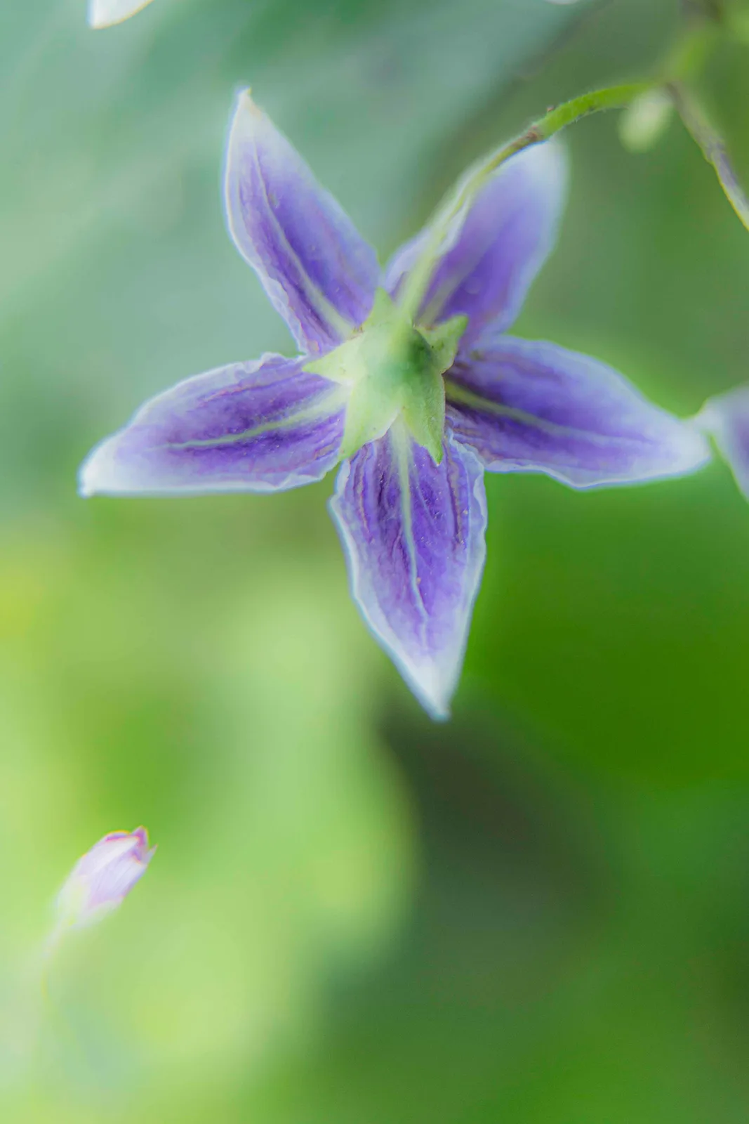 Flowers IV by Ani Casset