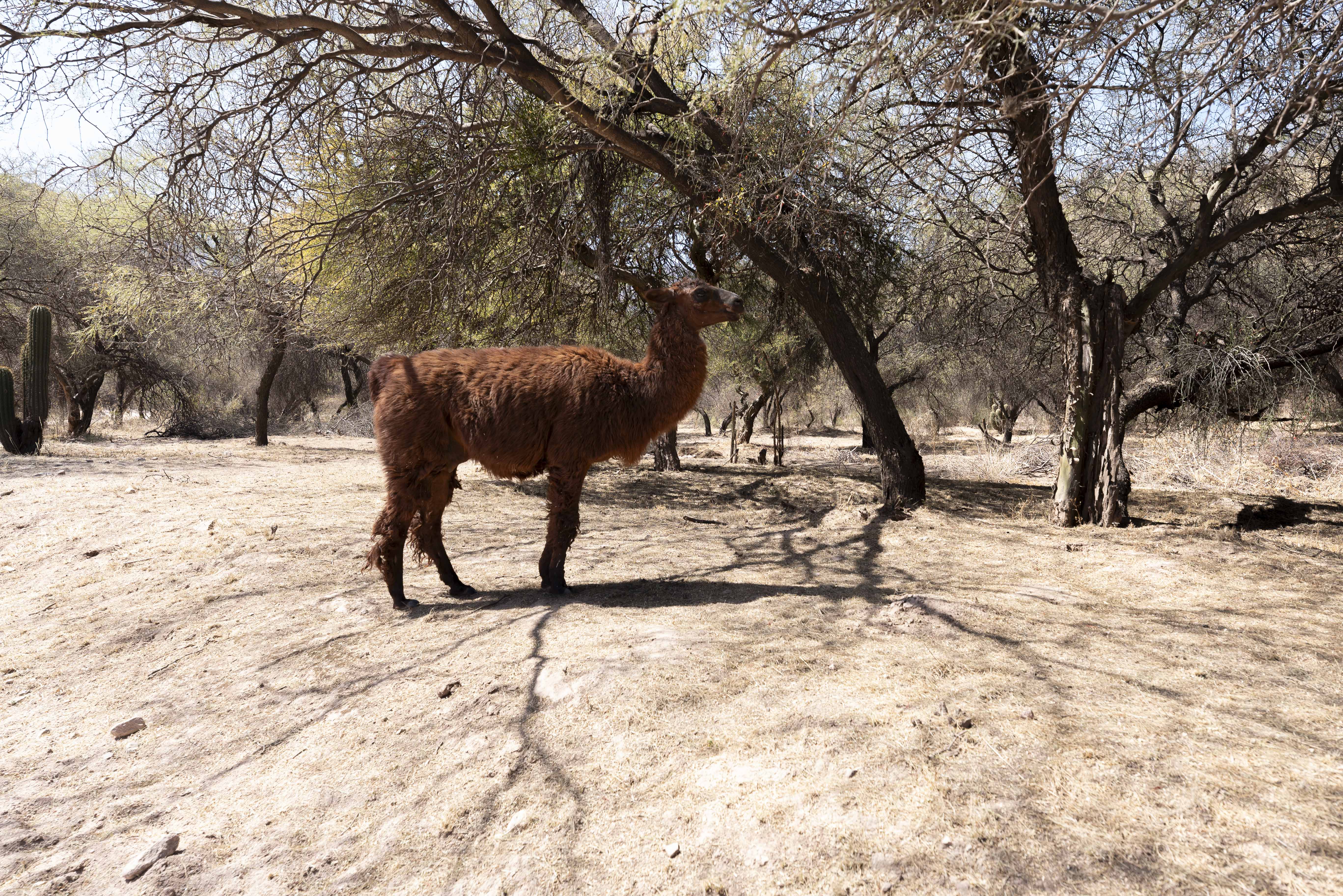 Llamas por Ani Casset