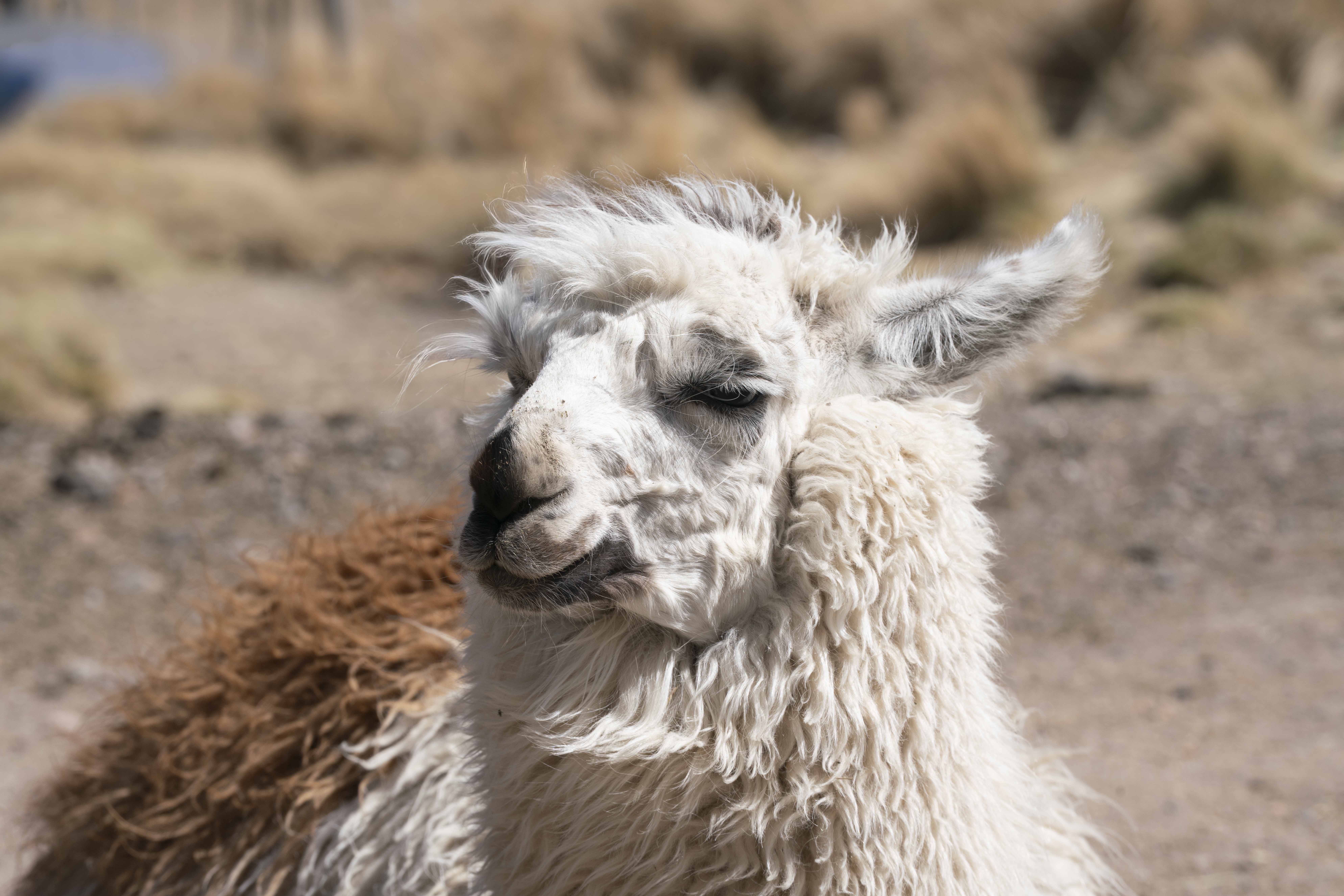 Llamas II por Ani Casset