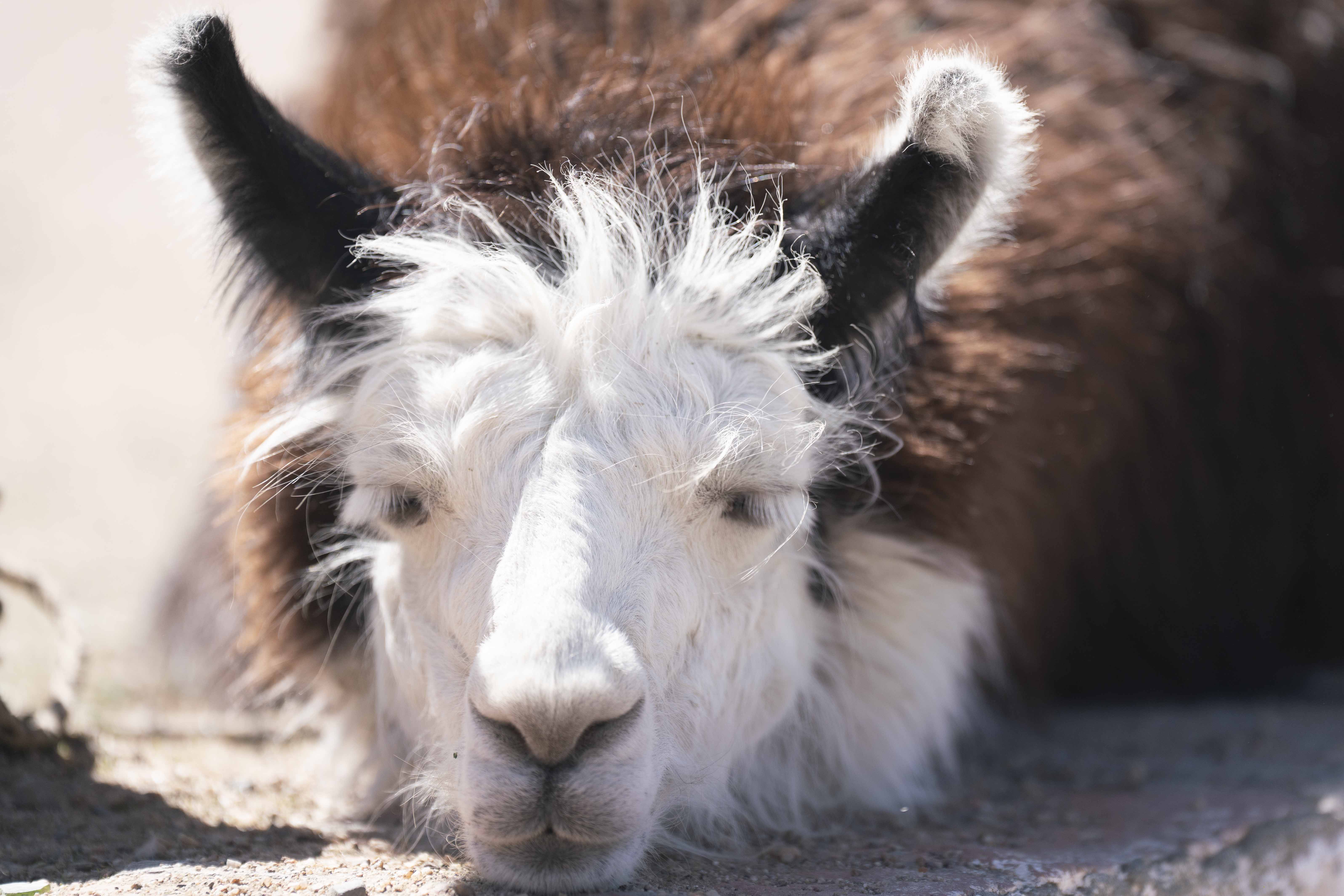 Llamas III por Ani Casset