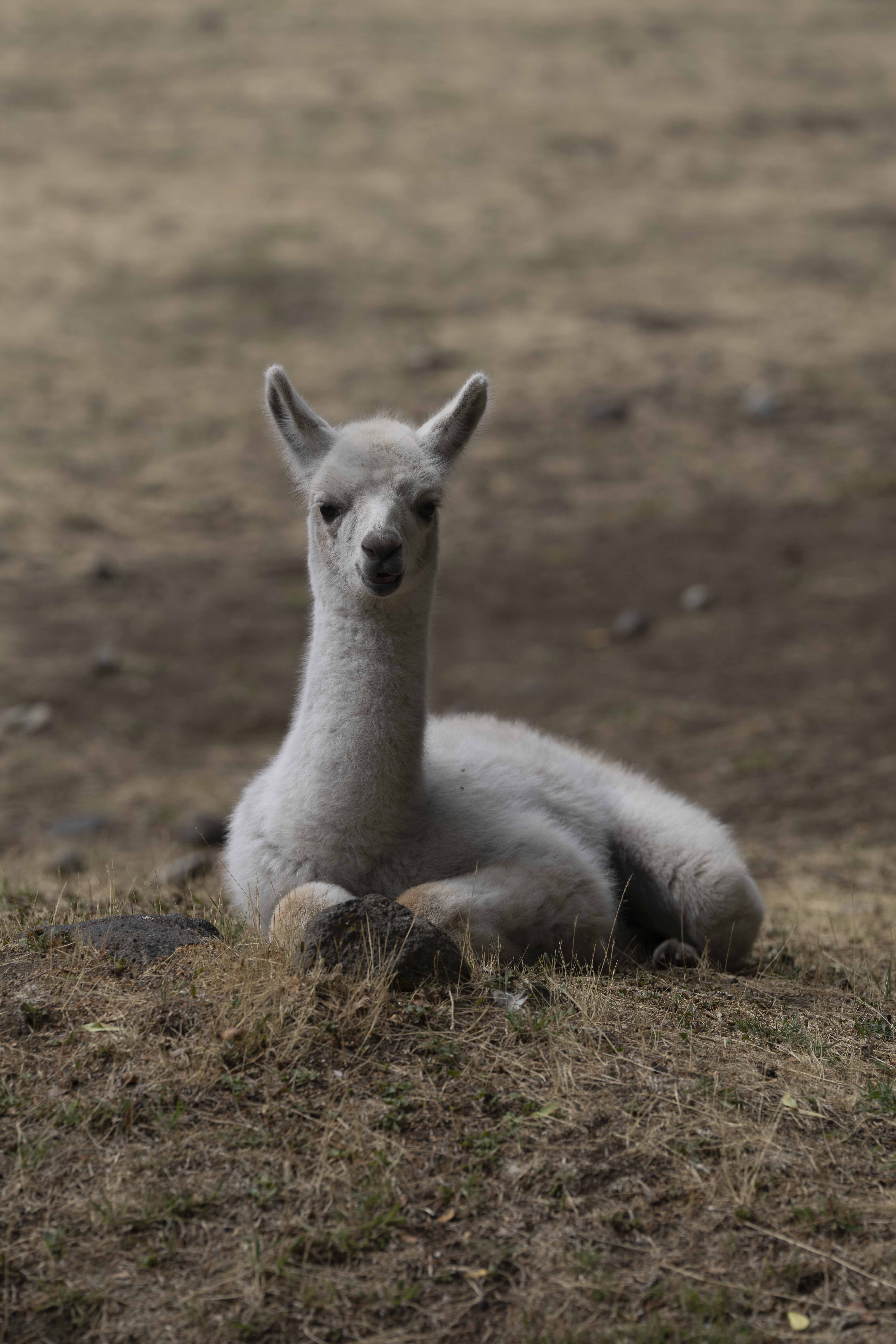 Llamas IV por Ani Casset