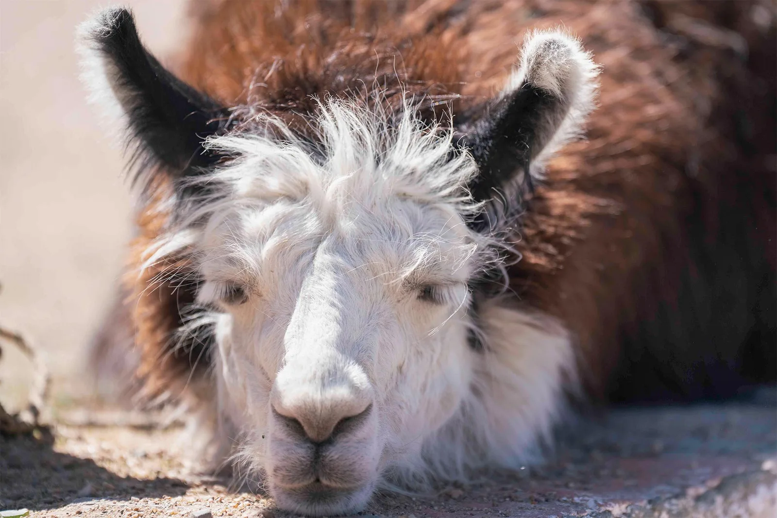 Llamas