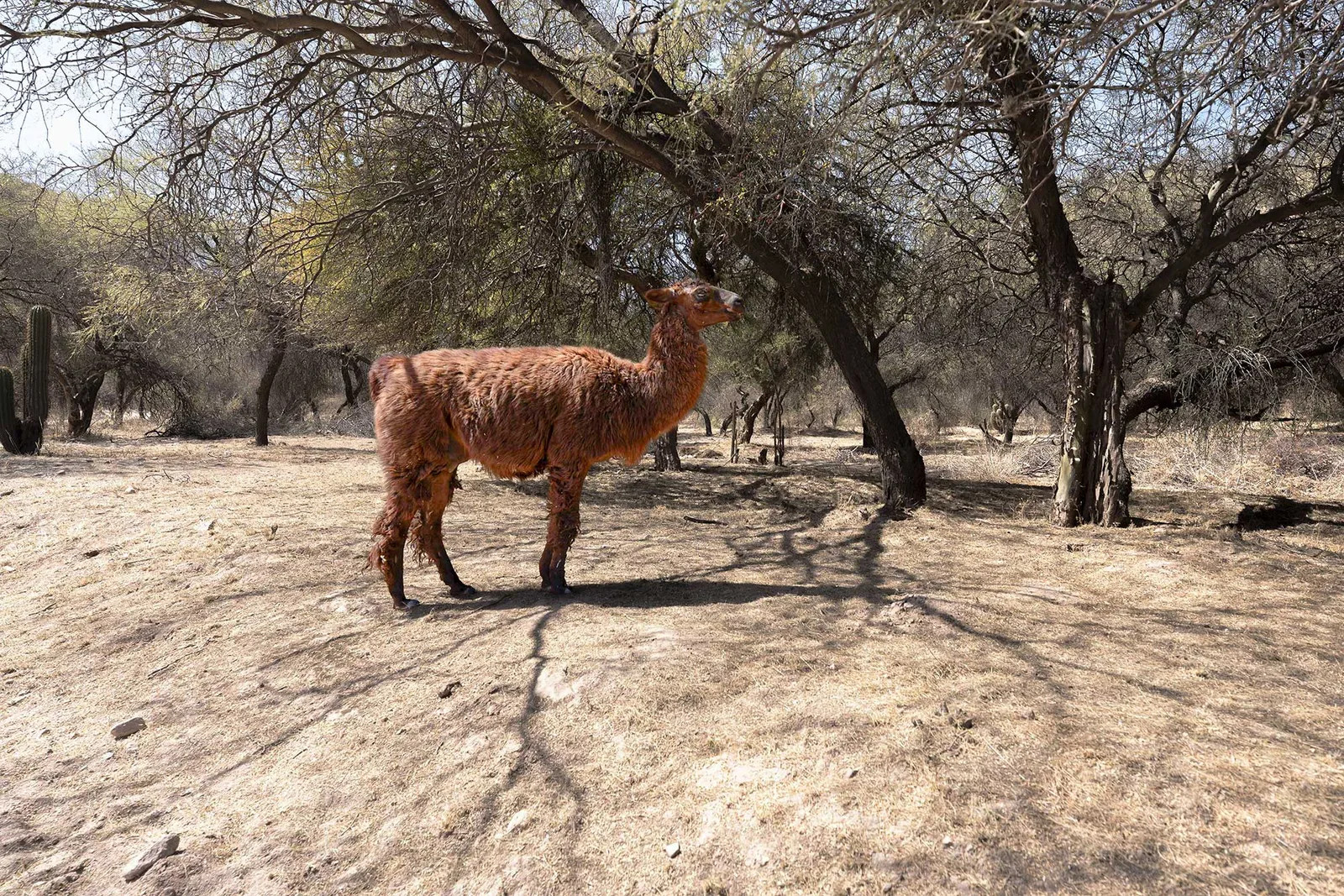 Llamas II by Ani Casset