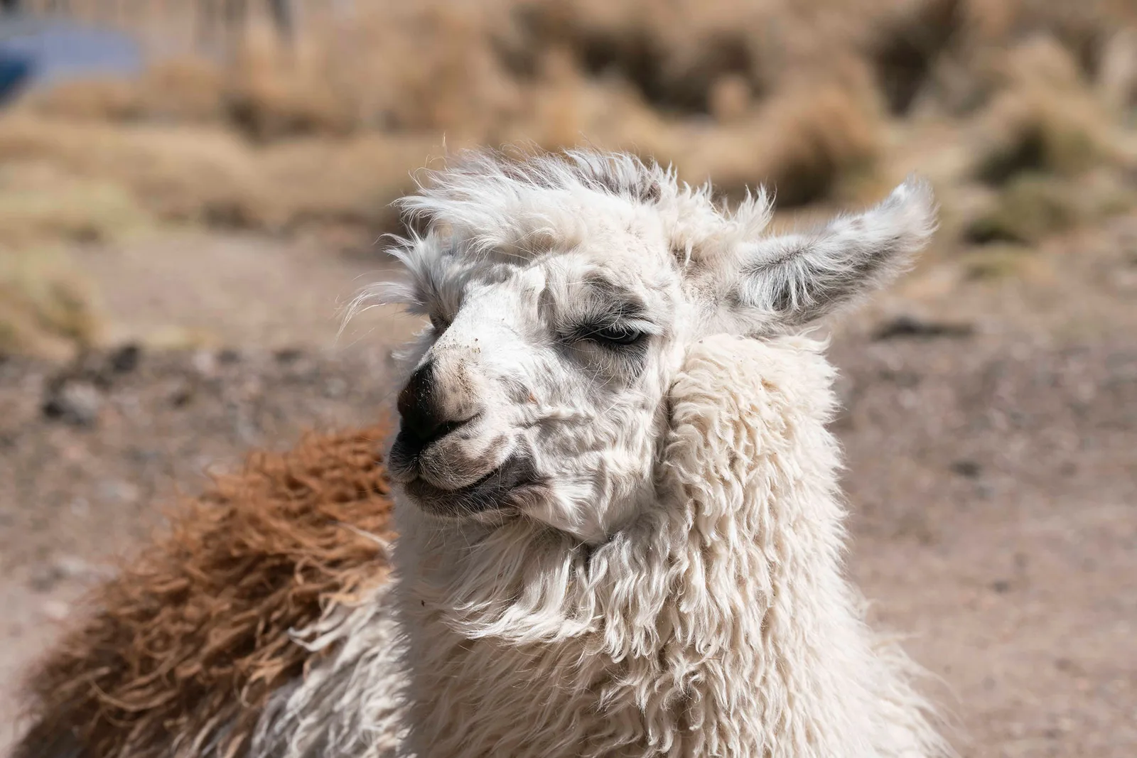 Llamas III by Ani Casset