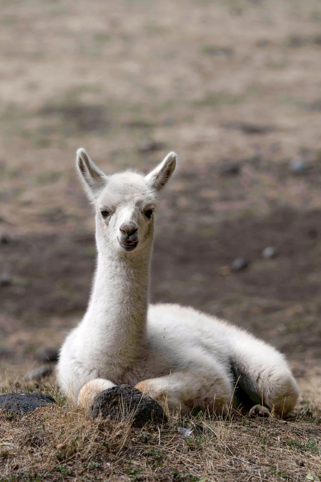 Llamas IV by Ani Casset