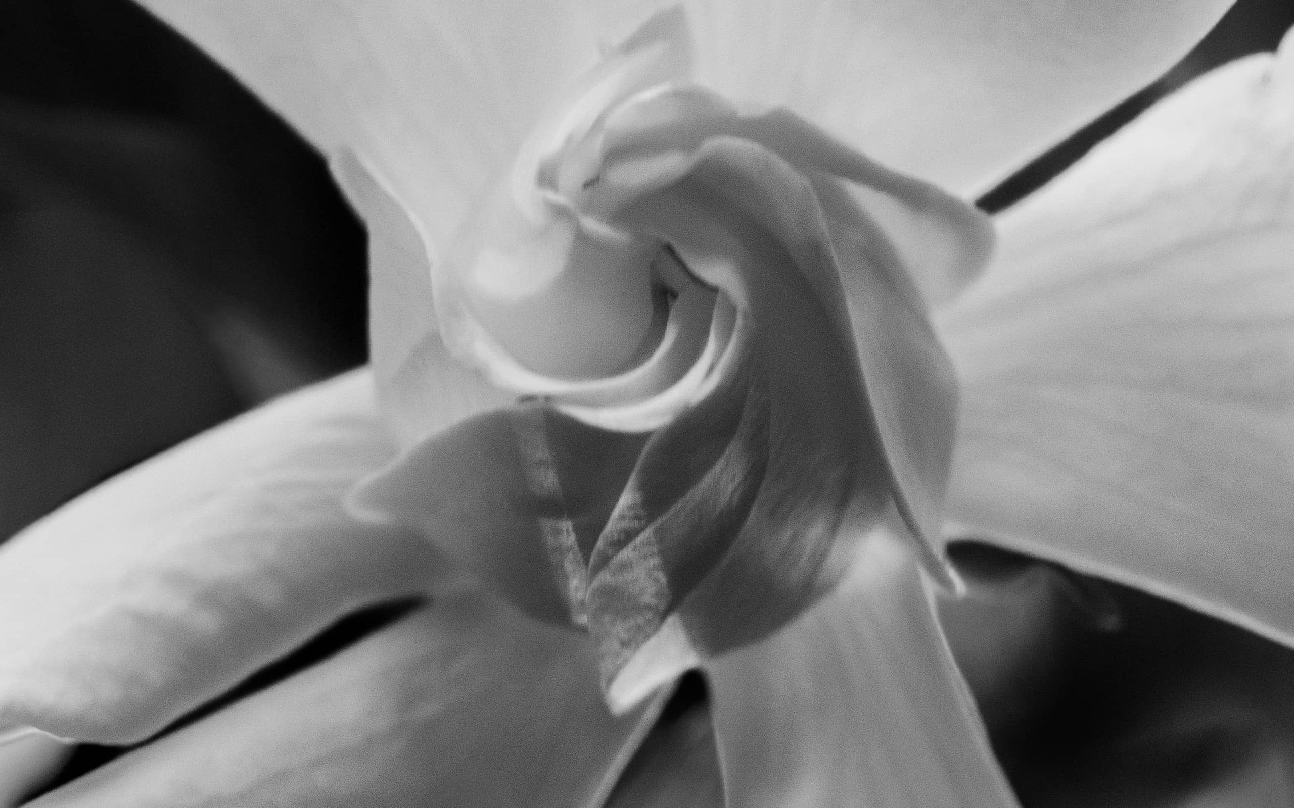 Serie Carne Blanca / White Flesh — Ani Casset