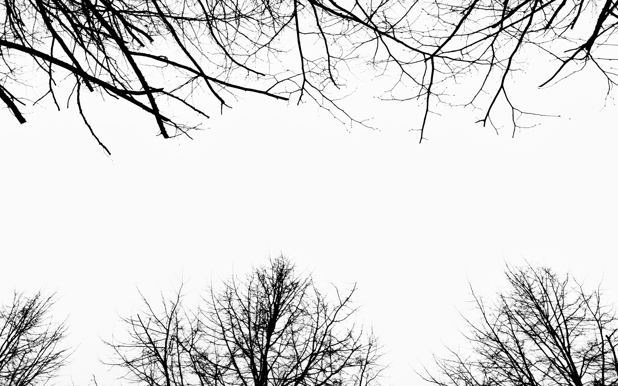Serie Mirar hacia arriba / Looking Up — Ani Casset