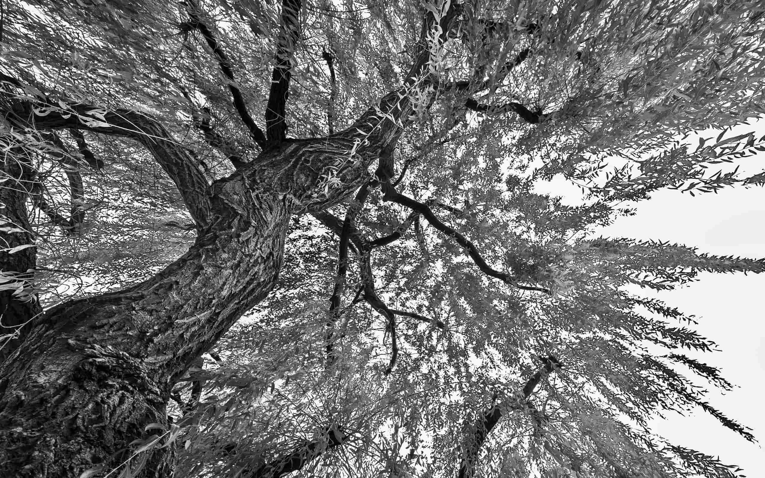 Serie Solo aquí / Only Here — Ani Casset