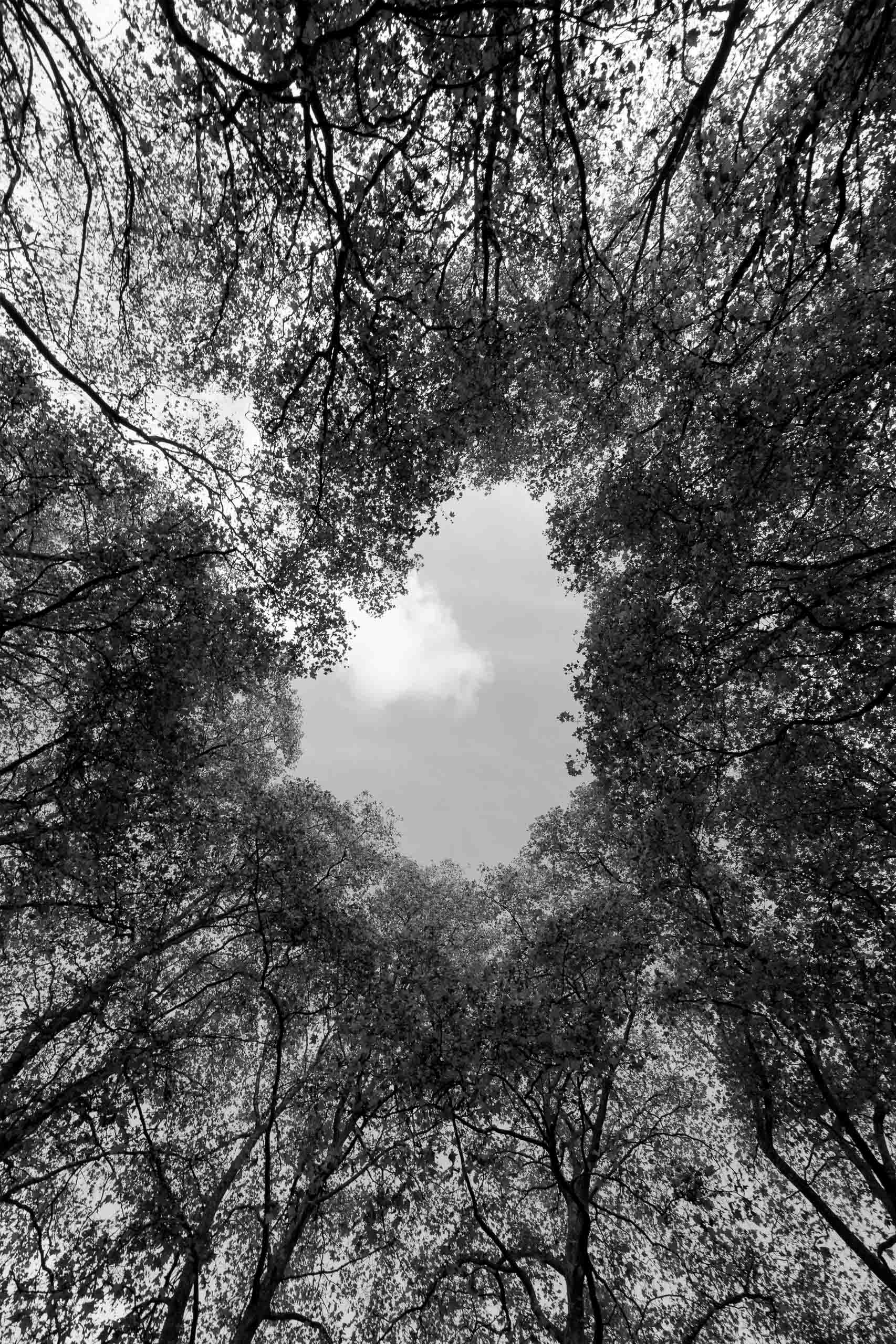 Serie Mirar hacia arriba por Ani Casset