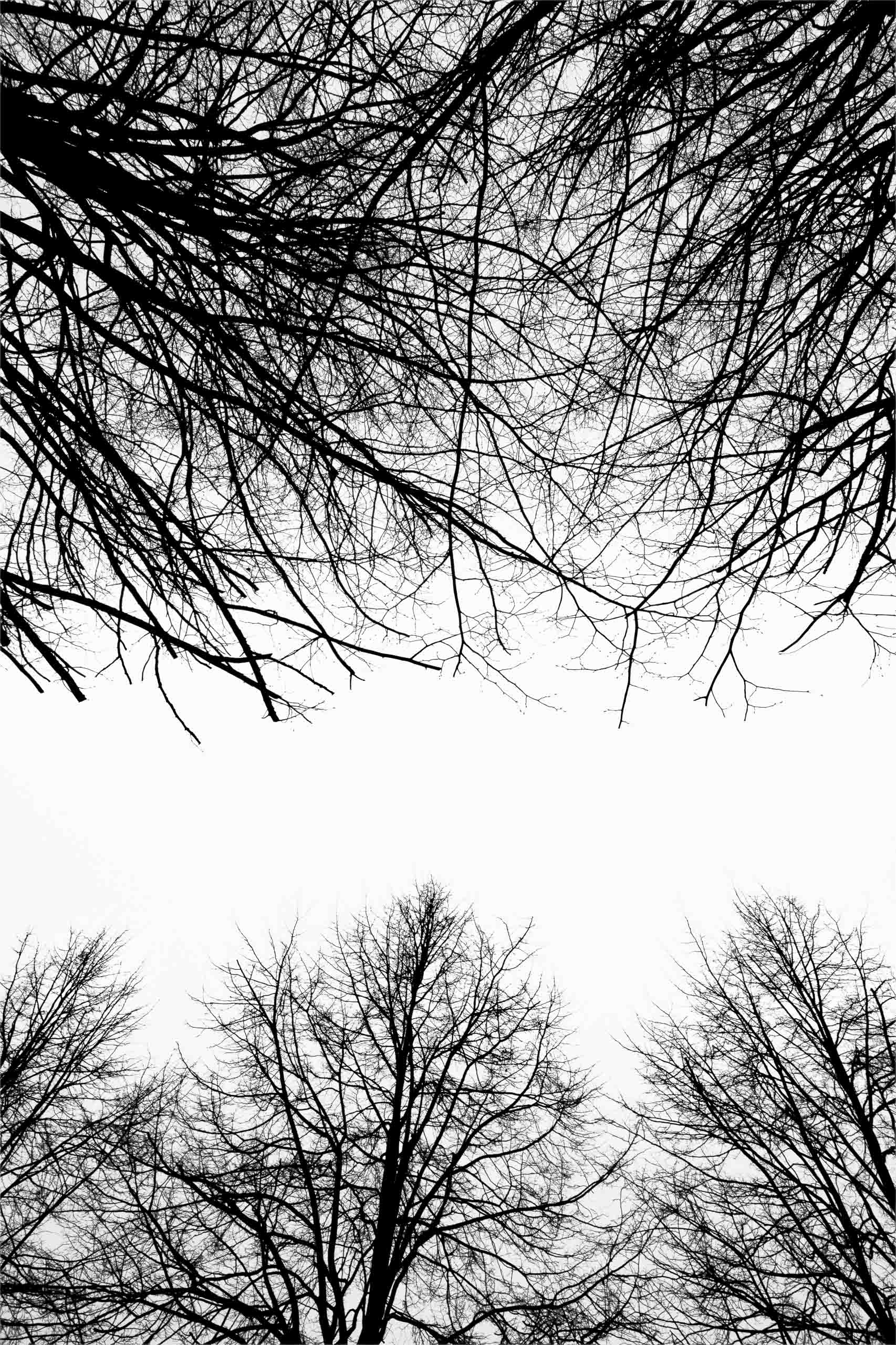 Mirar hacia arriba IV por Ani Casset
